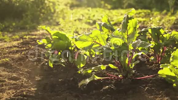 农夫给庄稼浇水一堆新鲜的有机甜菜在夕阳下的田野里视频的预览图