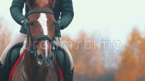 马背上的一个女人在疾驰视频的预览图