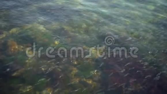 夏天在透明的蓝色波浪水下有一群奇异的鱼视频的预览图