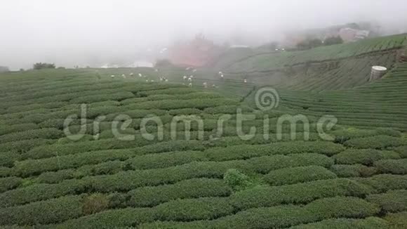 台湾阿里山地区采集乌龙茶叶片种植的研究雾天空中景色视频的预览图