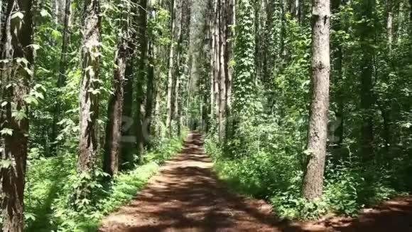 森林里的松树视频的预览图