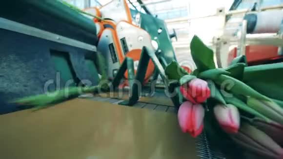 粉红色的郁金香被丢到传送器上了花卉生产自动化机械视频的预览图