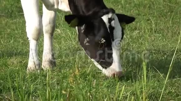 4K埃达姆一头黑白牛在绿色草地上吃草视频的预览图