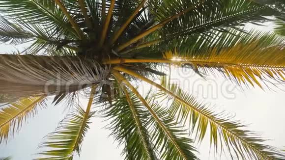 我的低角度背景特写镜头美丽明亮的阳光通过椰子棕榈树的树枝视频的预览图