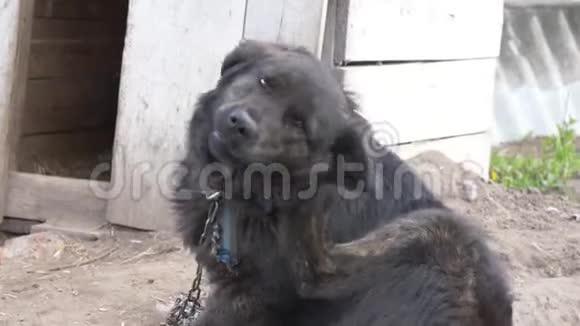 一条铁链上的大黑狗视频的预览图