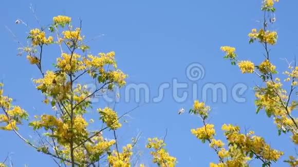 黄色的花朵盛开蝴蝶和昆虫飞舞视频的预览图