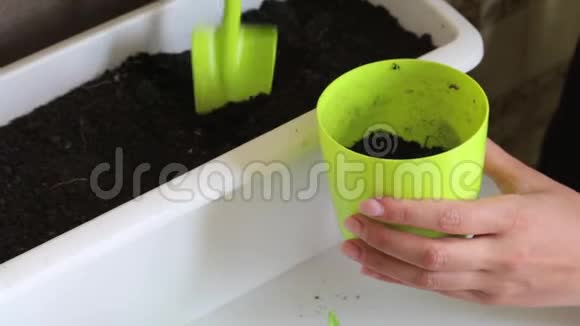 女人把土放在锅里在肩胛骨的帮助下移植辣椒苗视频的预览图