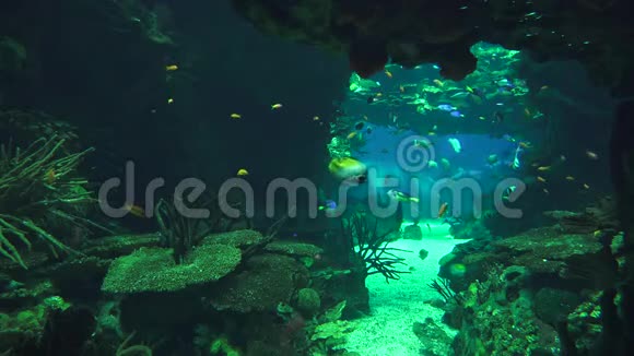 鱼在海底洞穴水族馆游泳视频的预览图