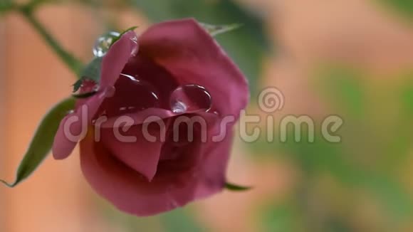 粉红色的小玫瑰花在树枝上水滴在风中摆动视频的预览图