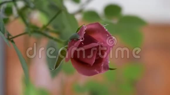 粉红色的小玫瑰花在树枝上水滴在风中摆动视频的预览图