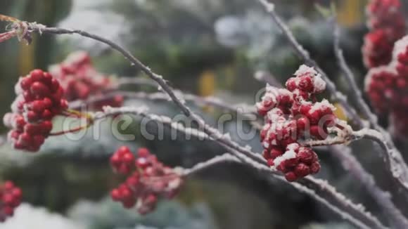 灌木丛上的霜红色浆果冬季园艺自然特写视频的预览图