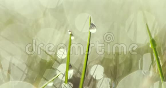 水滴在草地上视频的预览图