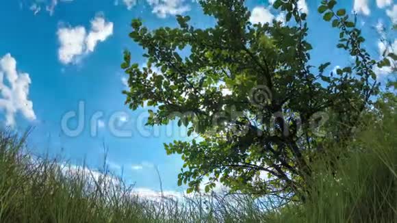 蓝天上彩云移动的底视图与树木的景观场时光流逝视频的预览图