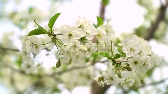 春天蓝天下美丽的白花果树一棵盛开的树樱花视频的预览图