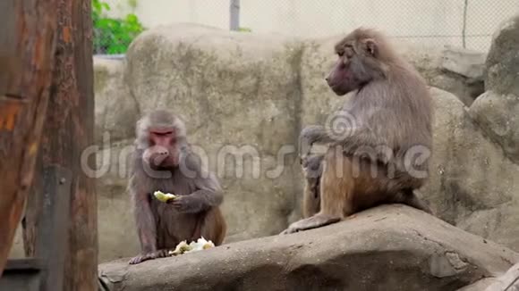 猴子在街上散步和收集食物视频的预览图