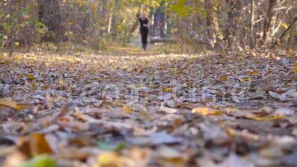 年轻的运动员在秋天的森林里沿着小径跑他慢跑着踩着干枯的落叶运动员在视频的预览图