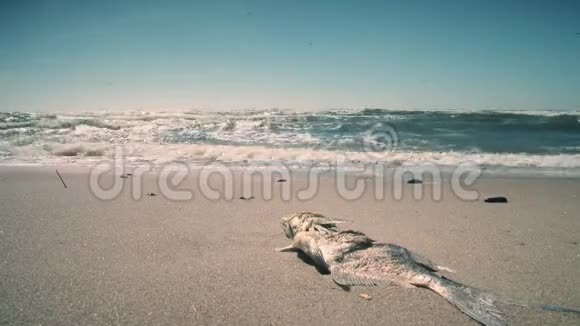 海岸沙上死鱼海浪和海鸥鸟静态射击视频的预览图