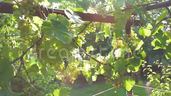 夏天在葡萄园里翻绿葡萄视频的预览图