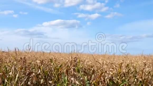 玉米田和蓝天白云农业玉米地栽培的成熟玉米视频的预览图