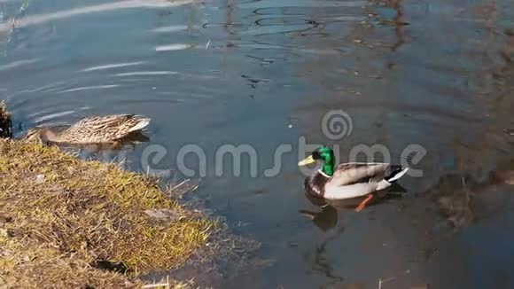 野鸭在池塘岸边的天然栖息地的配对视频的预览图