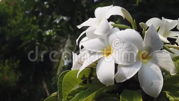白色Frangipani或梅花视频的预览图