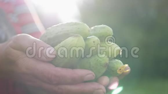 女人拿着刚收获的黄瓜有机食品健康营养和收获的理念视频的预览图