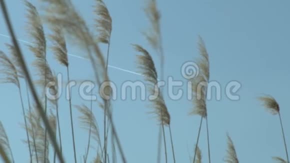 阳光明媚的日子飞机穿过甘蔗视频的预览图