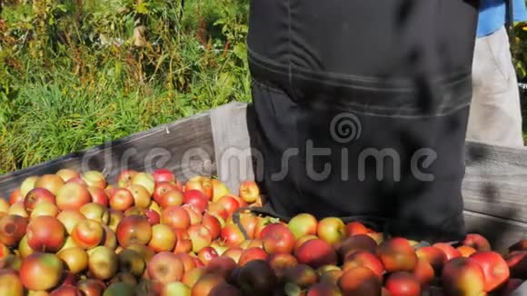 果园工人把采摘者一袋苹果倒进垃圾箱视频的预览图