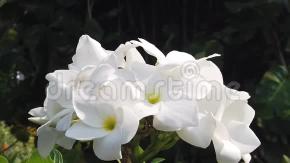 白色Frangipani或梅花视频的预览图