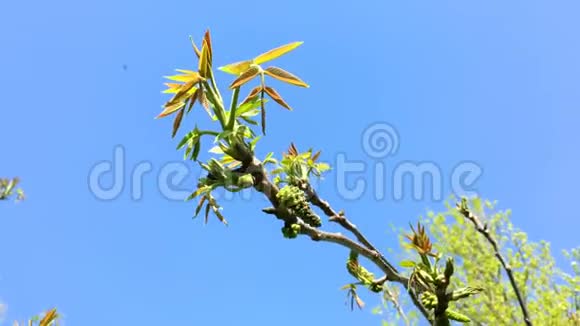 花在树枝上的核桃幼叶在风中摇摆视频的预览图