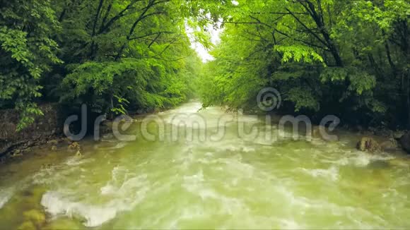 平静的河水流淌在森林茂盛的绿色植物之间视频的预览图
