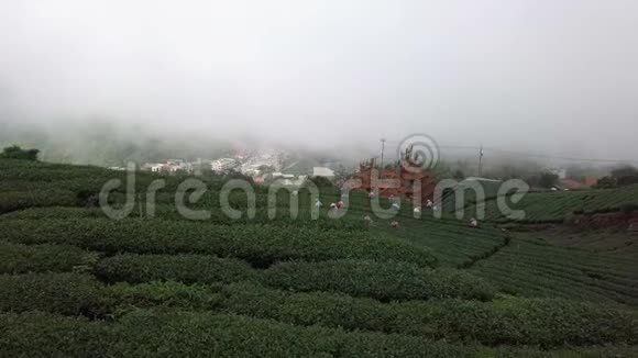 台湾阿里山地区茶园浓雾中的鸟瞰图视频的预览图