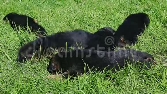 八只德国牧羊犬在绿草中休息的全景视频的预览图