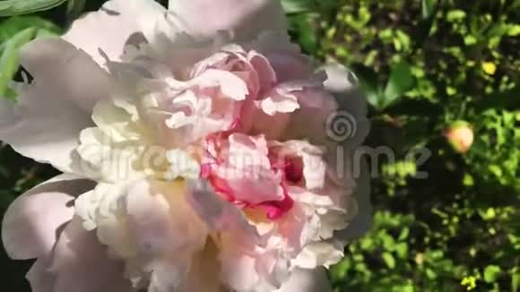 花园里的牡丹粉花视频的预览图