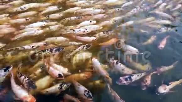 许多尼罗河红蒂拉皮亚鱼在池塘鱼场游泳4k超高清慢动作视频的预览图