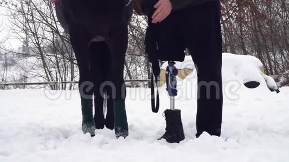 特写马腿复带绷带和男性腿的残疾骑手男人有假肢而不是他的权利视频的预览图