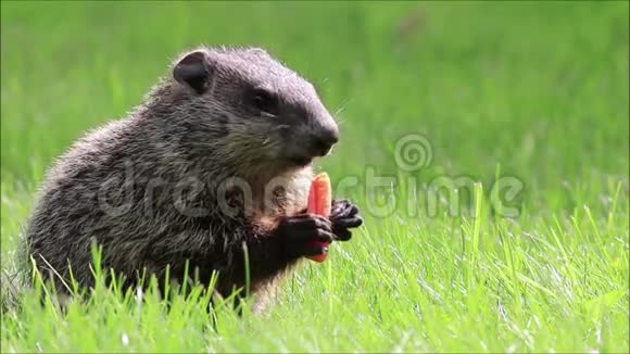 可爱的小土拨鼠在一个春天的早晨吃着胡萝卜从嘴里掉出来继续说视频的预览图