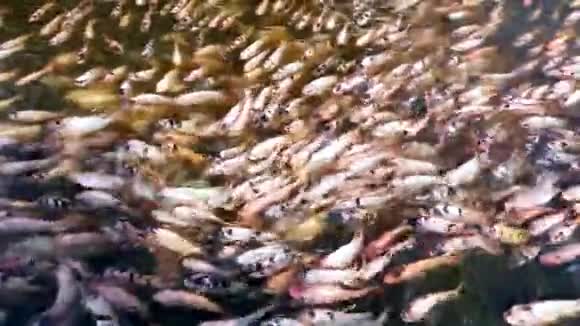 许多尼罗河红蒂拉皮亚鱼在池塘鱼场游泳4k超高清慢动作视频的预览图
