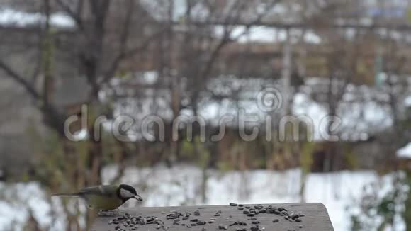 秋天的鸟雀在喂食器里选择性重点视频的预览图