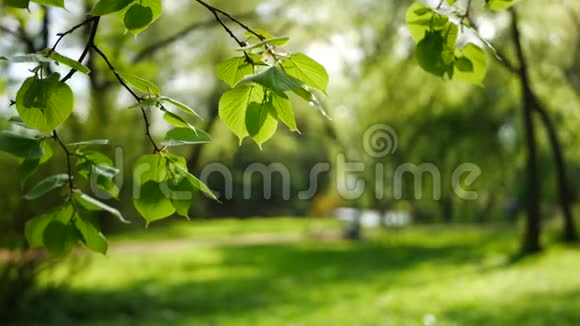 春天的森林树枝上嫩绿的叶子视频的预览图