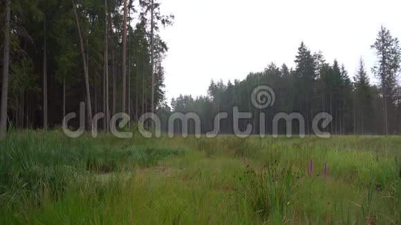 4K雨后的薄雾草地和森林视频的预览图