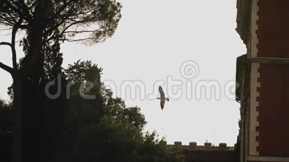 海鸥在城市的蓝天上飞翔视频的预览图