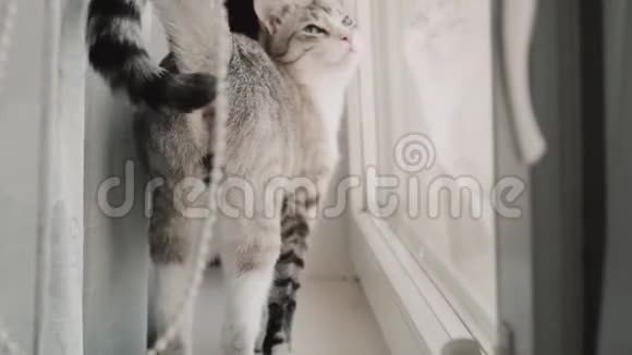 猫走在公寓的窗台上视频的预览图