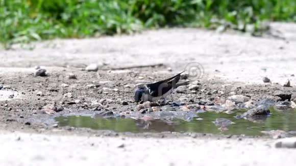 房子马丁德利肯乌比库姆在靠近水坑的泥喙中获取以建造巢视频的预览图