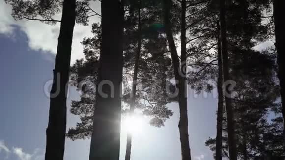 秋天或夏天的松树视频的预览图