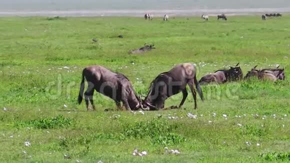 非洲野生动物大战视频的预览图
