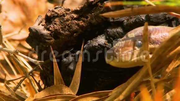 躲在棕色叶子里的巴狄克蛇视频的预览图