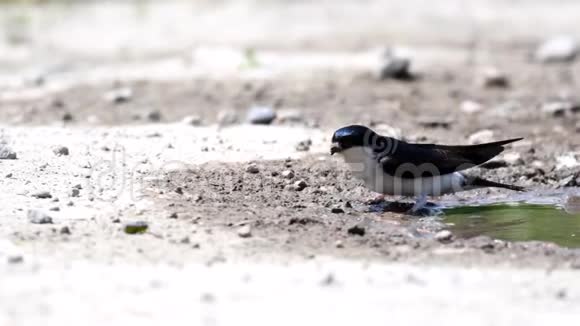 马丁德利钦乌尔比库姆在泥坑附近的泥嘴里叼回来准备筑巢视频的预览图