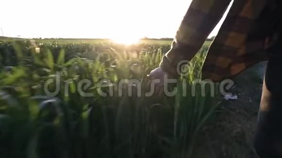 女农场主手抓地里的嫩芽雌性的手穿过田野碰到小麦或玉米视频的预览图