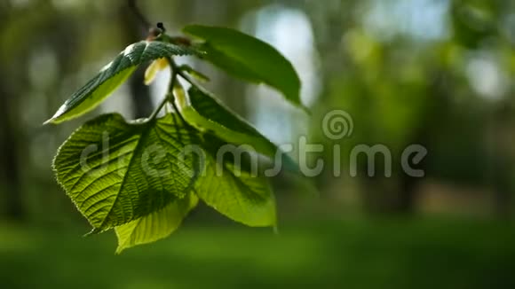 春天的森林树枝上嫩绿的叶子视频的预览图